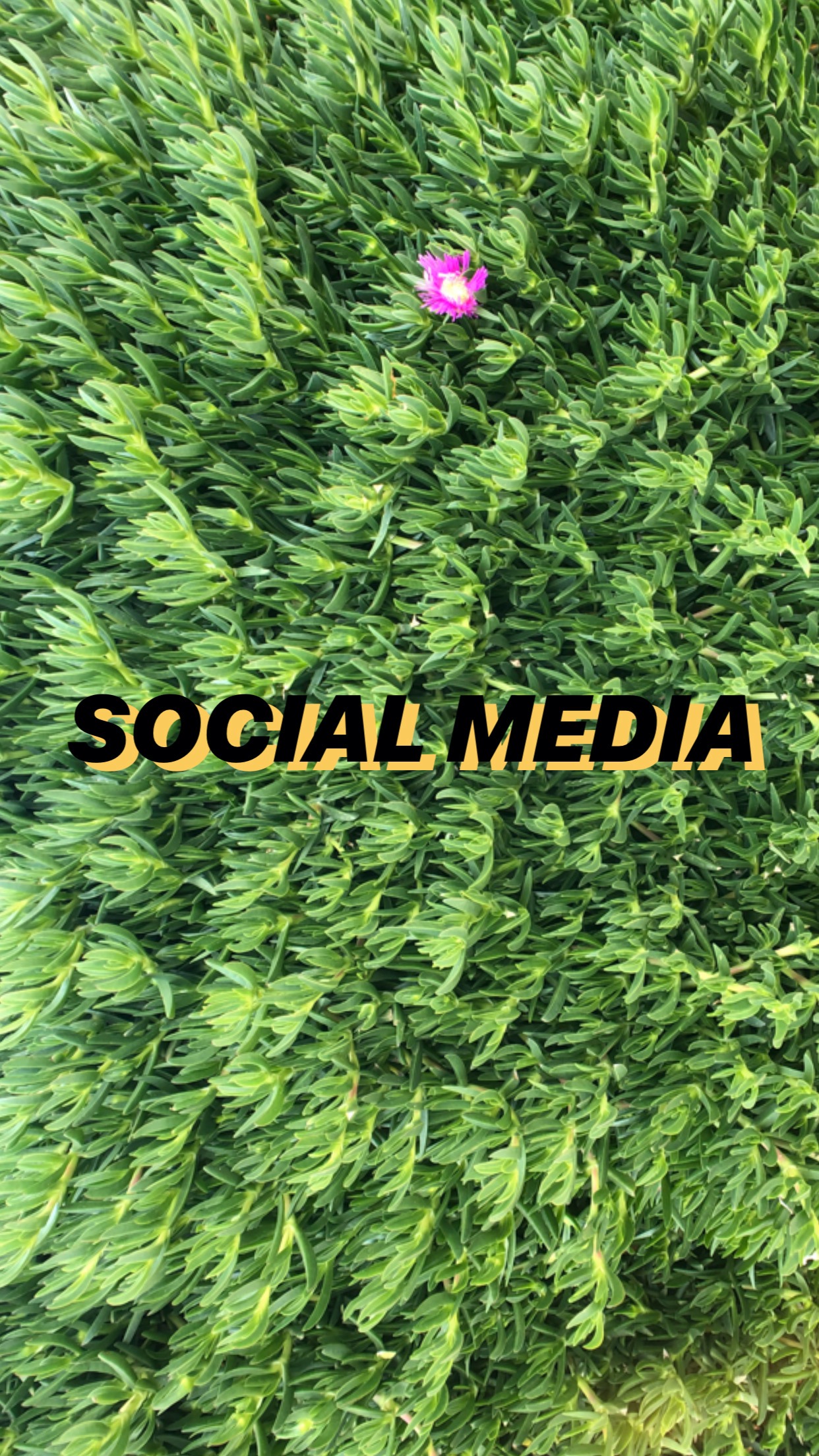 Social Media Display